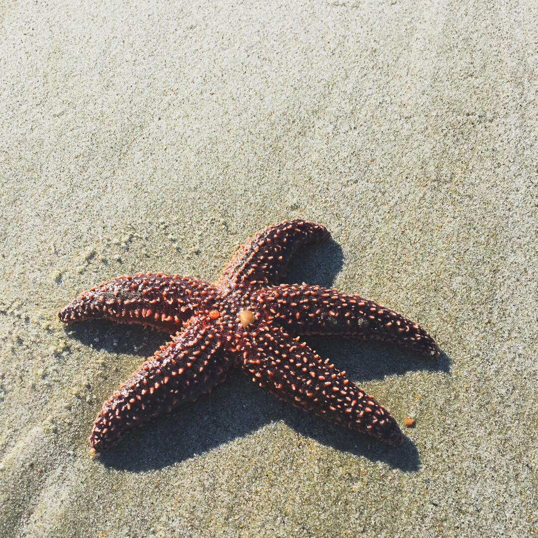 Treasure Hunting On Folly Beach Abroad Reach Travel